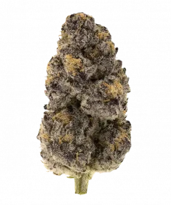 Butterberry, tatlı yaban mersini aroması ve dengeli etkileriyle öne çıkan bir hibrit türdür. THC içeriğiyle stres ve yorgunluğa iyi gelir. Keşfedin.