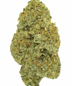 Butter Cream Gelato, tatlı ve odunsu aromalarıyla öne çıkan dengeli bir hibrit türdür. Stresi azaltan ve yaratıcılığı artıran etkilerini keşfedin. Hemen görüntüleyin.