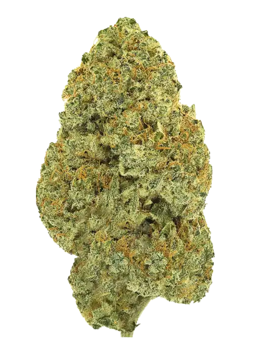 Butter Cream Gelato, tatlı ve odunsu aromalarıyla öne çıkan dengeli bir hibrit türdür. Stresi azaltan ve yaratıcılığı artıran etkilerini keşfedin. Hemen görüntüleyin.