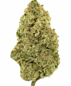 Butterscotch, tatlı elma aroması ve dengeli etkisiyle öne çıkan bir hibrit türdür. Günlük kullanım için ideal genetik yapısını keşfedin ve hemen görüntüleyin.
