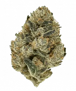 Butterwolf, fındıksı ve meyvemsi aromalarıyla öne çıkan, yüksek THC'li bir Indica baskın hibrit türüdür. Yaratıcılığı tetikleyen bu özel türü keşfedin.