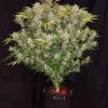 C4 Auto Fem Esrar Tohumu (Fast Buds)