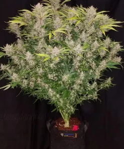 C4 Auto Fem Esrar Tohumu (Fast Buds)