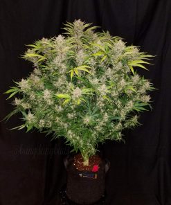 C4 Auto Fem Esrar Tohumu (Fast Buds)