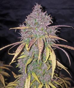 C4 Auto Fem Esrar Tohumu (Fast Buds)