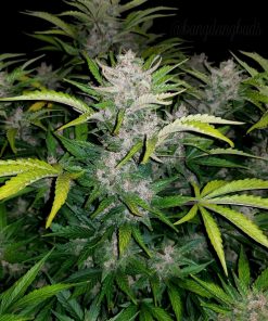 C4 Auto Fem Esrar Tohumu (Fast Buds)