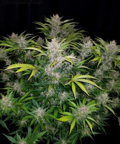 C4 Auto Fem Esrar Tohumu (Fast Buds)