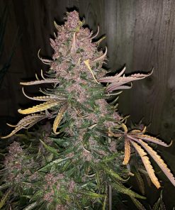 C4 Auto Fem Esrar Tohumu (Fast Buds)
