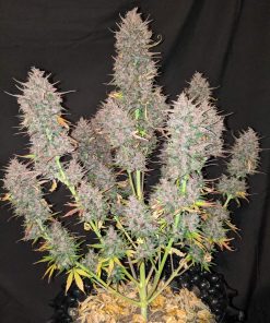 C4 Auto Fem Esrar Tohumu (Fast Buds)