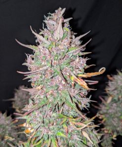 C4 Auto Fem Esrar Tohumu (Fast Buds)