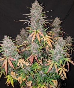 C4 Auto Fem Esrar Tohumu (Fast Buds)