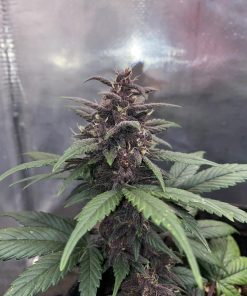 C4 Auto Fem Esrar Tohumu (Fast Buds)