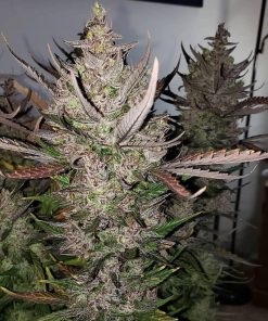 C4 Auto Fem Esrar Tohumu (Fast Buds)