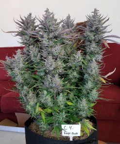 C4 Auto Fem Esrar Tohumu (Fast Buds)