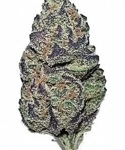 Cactus Jack, tatlı ve odunsu aromasıyla öne çıkan Sativa baskın bir türdür. Mutluluk ve yaratıcılığı artıran etkilerini keşfedin. Hemen görüntüleyin.