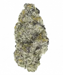 Cali Couture, yakıtımsı aroması ve yüksek THC içeriğiyle öne çıkan dengeli bir hibrit türdür. Kaliforniya genetiğini keşfedin ve etkilerini görüntüleyin.