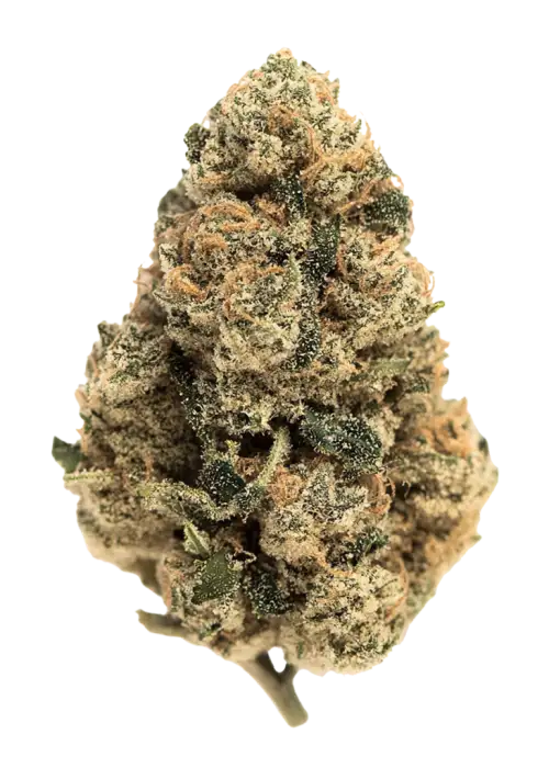 Cali Kush, eşsiz kahve ve narenciye aromaları ile bilinen Sativa baskın bir türdür. Rahatlatıcı etkileriyle öne çıkar. Cali Kush'ı keşfedin.