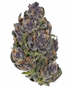 California Black Roze, tatlı meyve aroması ve dengeli etkileriyle öne çıkan bir hibrit türdür. Ağrı ve stresi azaltan bu türün genetik yapısını keşfedin.