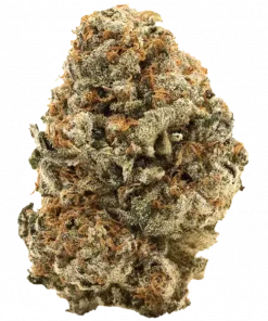 California Breezy, kiraz aromaları ve yüksek enerjisiyle öne çıkan sativa baskın bir türdür. Yaratıcılığı destekleyen bu özel türü keşfedin.