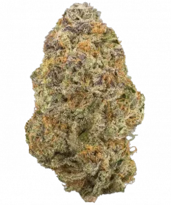 California Indica, narenciye ve haşhaş aromalarıyla öne çıkan indica baskın bir türdür. Dengeli etkileriyle stresi azaltır. Genetik yapısını keşfedin.