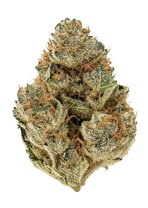 California Octane Triploid, turunçgil aromaları ve yüksek THC içeriğiyle öne çıkan Indica baskın bir türdür. Rahatlatıcı etkilerini ve genetik yapısını keşfedin.