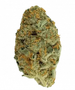 California Orange, belirgin portakal aroması ve yüksek THC içeriğiyle öne çıkan dengeli bir hibrit türdür. Enerjik etkilerini ve genetik yapısını keşfedin.