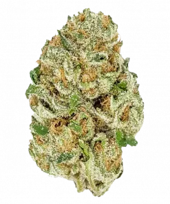 Californian Snow Auto, tatlı narenciye aroması ve THC oranıyla öne çıkan Sativa baskın bir türdür. Yaratıcılığı artıran etkilerini keşfedin ve hemen görüntüleyin.