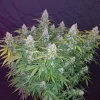 Californian Snow Auto Fem Esrar Tohumu (Fast Buds)