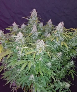 Californian Snow Auto Fem Esrar Tohumu (Fast Buds)