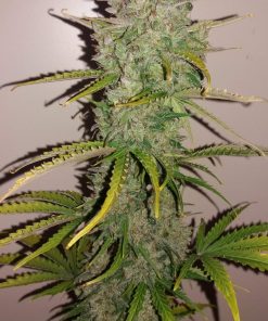 Californian Snow Auto Fem Esrar Tohumu (Fast Buds)