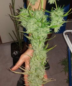 Californian Snow Auto Fem Esrar Tohumu (Fast Buds)