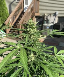 Californian Snow Auto Fem Esrar Tohumu (Fast Buds)