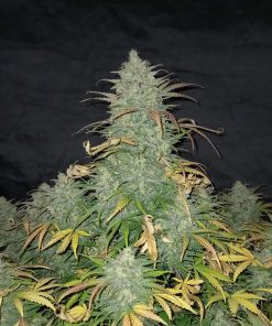 Californian Snow Auto Fem Esrar Tohumu (Fast Buds)