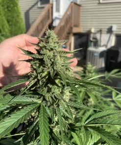 Californian Snow Auto Fem Esrar Tohumu (Fast Buds)