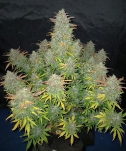 Californian Snow Auto Fem Esrar Tohumu (Fast Buds)