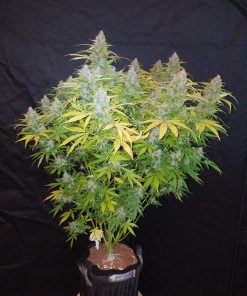 Californian Snow Auto Fem Esrar Tohumu (Fast Buds)