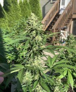 Californian Snow Auto Fem Esrar Tohumu (Fast Buds)