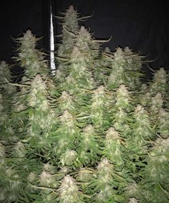 Californian Snow Auto Fem Esrar Tohumu (Fast Buds)