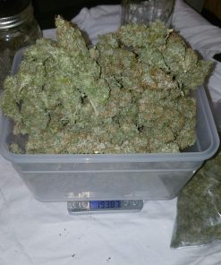 Californian Snow Auto Fem Esrar Tohumu (Fast Buds)