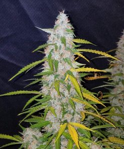 Californian Snow Auto Fem Esrar Tohumu (Fast Buds)