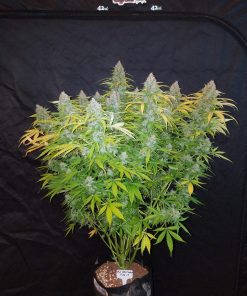 Californian Snow Auto Fem Esrar Tohumu (Fast Buds)