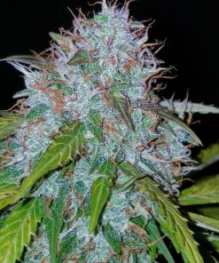 Californian Snow Auto Fem Esrar Tohumu (Fast Buds)