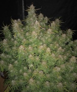Californian Snow Auto Fem Esrar Tohumu (Fast Buds)
