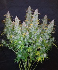 Californian Snow Auto Fem Esrar Tohumu (Fast Buds)
