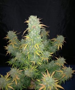 Californian Snow Auto Fem Esrar Tohumu (Fast Buds)