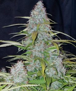 Californian Snow Auto Fem Esrar Tohumu (Fast Buds)