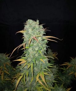 Californian Snow Auto Fem Esrar Tohumu (Fast Buds)
