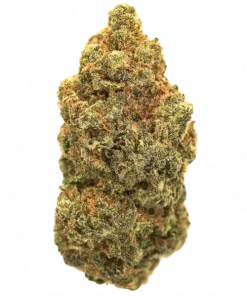 Camarosa, çilek-muz aroması ve dengeli etkisiyle öne çıkan bir hibrit türdür. Depresyon ve yorgunluğa iyi gelir. Genetik yapısını keşfedin ve detayları görüntüleyin.