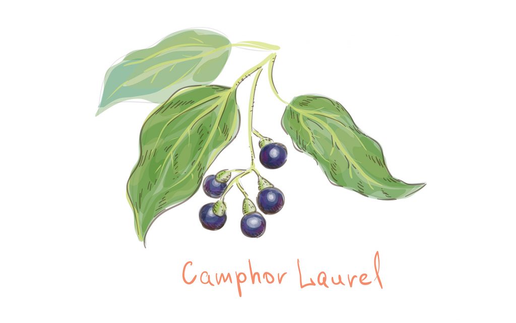 Camphor (Kafur) seffaf, mumsu, yanıcı bir terpendir.