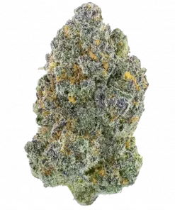 Candied Oranges, tatlı portakal aroması ve dengeli genetiğiyle öne çıkan bir hibrit türdür. Yaratıcılığı artıran bu eşsiz türün özelliklerini keşfedin.